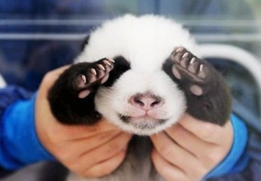 比较犀利的名字:猪肉涨价了,你也值钱了