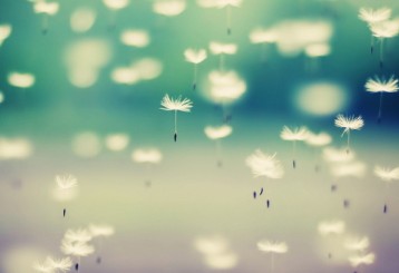 六个字的小清新网名:倾听╮花开雨落