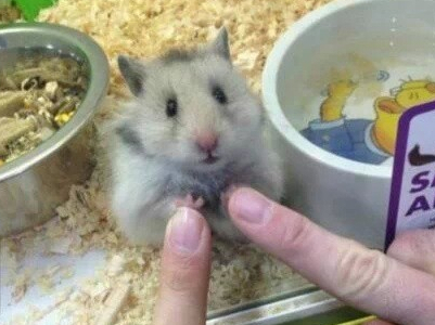 很萌的QQ昵称大全1